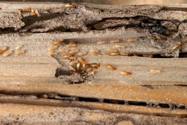 Best Exterminator Services  in Stevens Point, WI