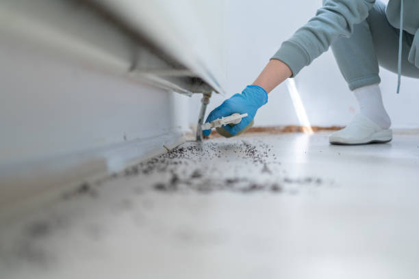 Best Flea Control Services  in Stevens Point, WI
